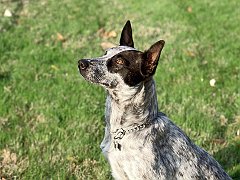 Zach, Australian Cattledog